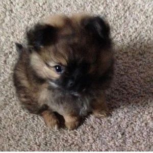 Meet your Posher, Shalena